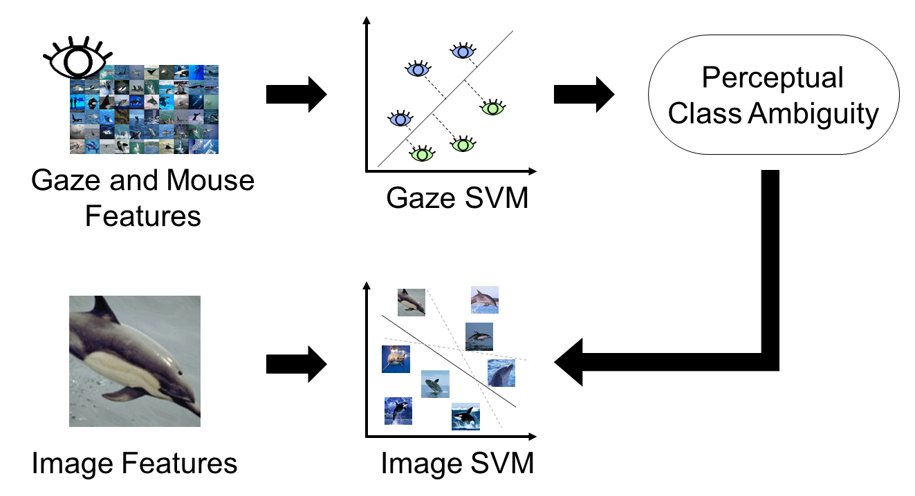 Gaze-guided Image Classification for Reflecting Perceptual Class Ambiguity